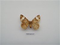 藏品(尺蛾211)的圖片